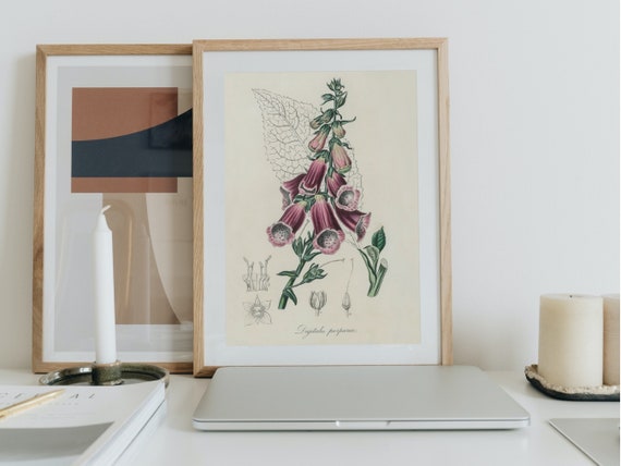 Foxglove Botanical Wall Art – Digitalis Purpurea Vintage Medical Illustration, Apothecary Decor, Dark Academia Printable