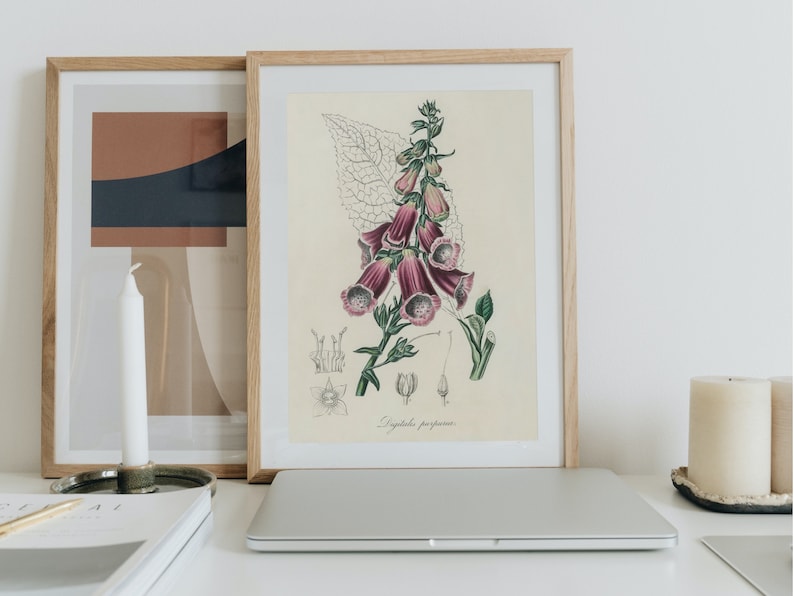 K&ouml;nnte beinhalten: Eine gerahmte botanische Illustration einer rosa-wei&szlig;en Fingerhutblume mit gr&uuml;nen Bl&auml;ttern. Die Illustration ist auf cremefarbenem Hintergrund und der Text "Digitalis purpurea" ist unter der Blume gedruckt.
