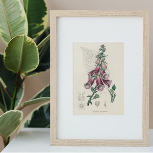 K&ouml;nnte beinhalten: Eine gerahmte botanische Illustration einer rosa-wei&szlig;en Fingerhutblume mit gr&uuml;nen Bl&auml;ttern. Die Illustration tr&auml;gt den Titel "Digitalis purpurea".