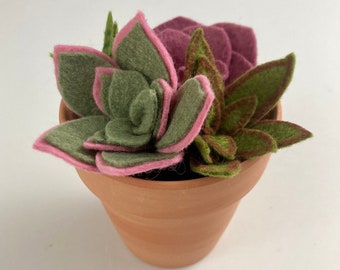 Felt Succulents in Terracotta Pot, Ready to Ship, Artificial Plant