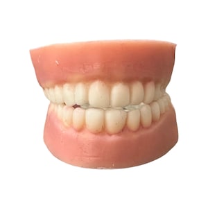 May include: A dental model of upper and lower teeth, showing the arrangement of the teeth. The gums are a pinkish-red color, and the teeth are white. The model is used for educational purposes.