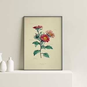Könnte beinhalten: Eine Vintage-botanische Illustration einer Heathcliff Cat-Blume mit rosa und roten Blütenblättern. Die Illustration enthält Beschriftungen für die Teile der Blume, wie z. B. "Receptaculum", "Strahlenblüten" und "Scheibenblüten".