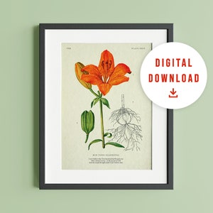 Könnte beinhalten: Eine Vintage-botanische Illustration einer orangefarbenen Lilie mit grünen Blättern und Wurzeln. Die Illustration ist mit "Lilium Tigrinum (Scarlatinal)" und "Tafel XXIX" beschriftet.