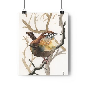 Carolina Wren