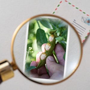 Miniature collectors tiny cards: micro card with green peas and envelope