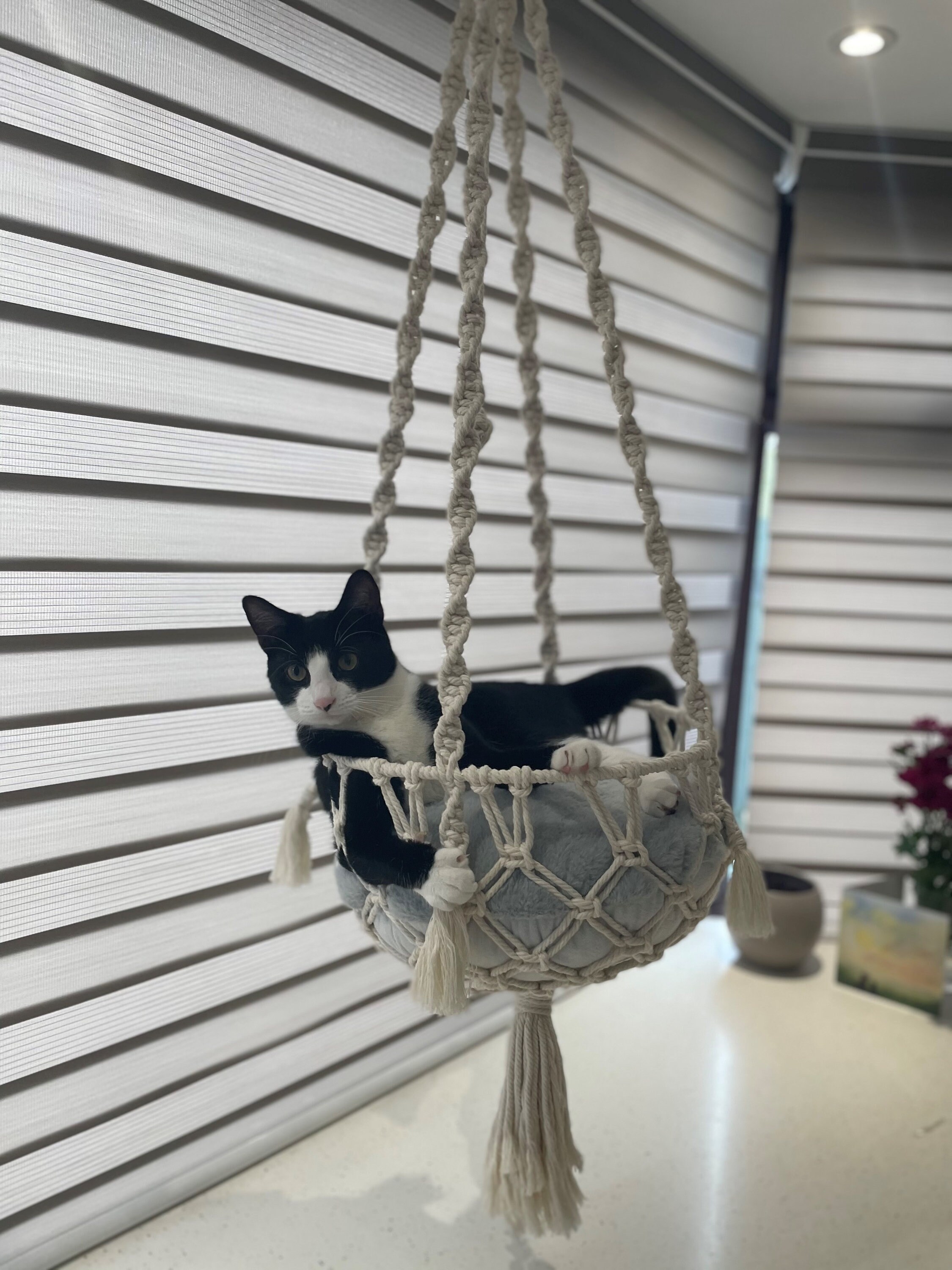 hanging cat bed