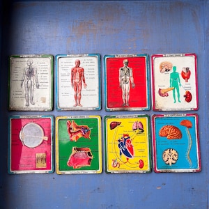 Tarjetas de metal de los años 60, cuerpo humano, mensajería para niños. Set compuesto por 8 cartas EL CUERPO HUMANO. Regalo de coleccionistas. vendimia italiana
