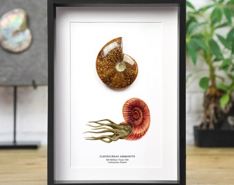 Könnte beinhalten: Gerahmter Druck mit zwei detaillierten Illustrationen von Cleoniceras Ammoniten-Fossilien. Das obere Fossil ist ein Querschnitt, der eine braune, strukturierte Schale zeigt. Die untere Illustration zeigt ein komplettes Fossil mit einer rot-weißen Spiralschale und Tentakeln. Der Druck ist in einem schwarzen Rahmen.