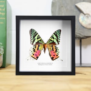 Può includere: Una falena del tramonto del Madagascar incorniciata, nota anche come Chrysididia Rhipheus, con ali vibranti di colore verde, giallo, rosa e nero. La falena è esposta su uno sfondo bianco con una cornice nera.