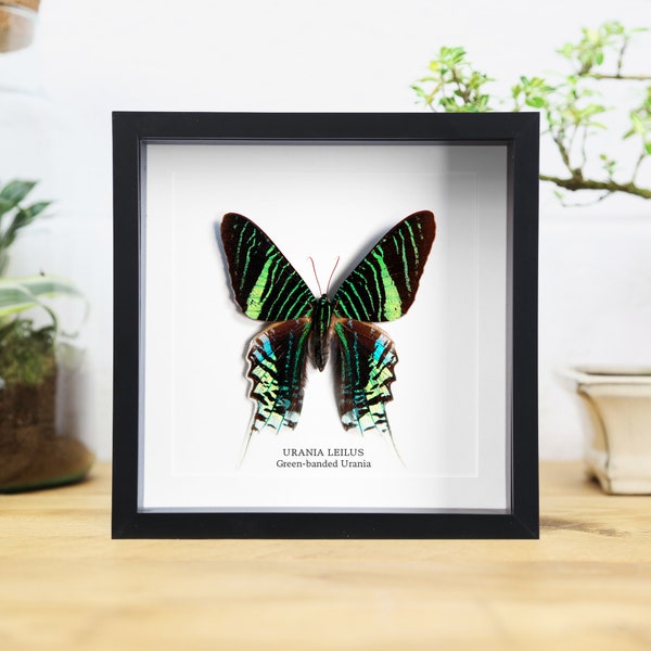 Green Urania Moth (Urania Leilus) Handcrafted Entomology Frame / Taxidermy Moth / Butterfly Frame / Interior Design / Home Decor