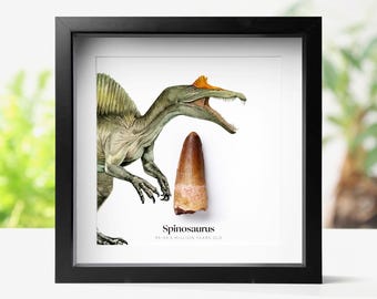 Spinosaurus Dinosaur Tooth: Real Fossil & Watercolour Illustration Framed Display Natural History Decor
