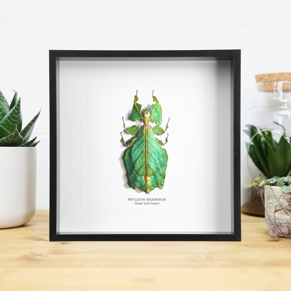 Giant Malaysian Leaf insect (Phyllium Giganteum) Handcrafted Entomology Frame / Taxidermy Moth / Butterfly Frame / Interior Design