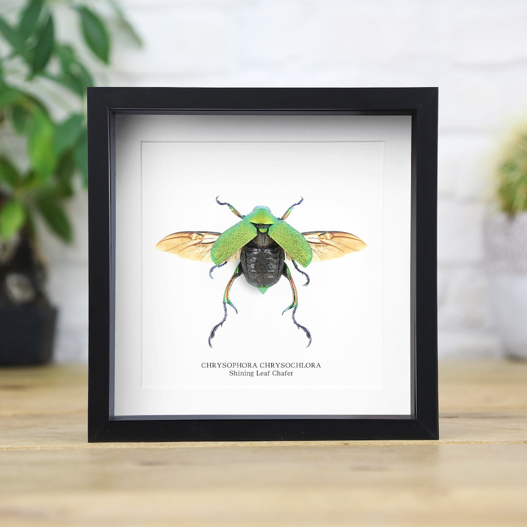 Shining Leaf Chafer Box Frame Entomology Taxidermy Insects Bug Moth ...