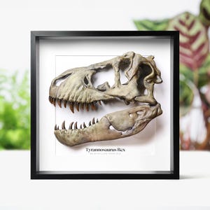 Può includere: Una replica incorniciata e dettagliata di un teschio di Tyrannosaurus Rex. Il teschio fossilizzato è esposto in una cornice nera su sfondo bianco. Il testo "Tyrannosaurus Rex" e "68-66 MILLION YEARS OLD" è visibile.
