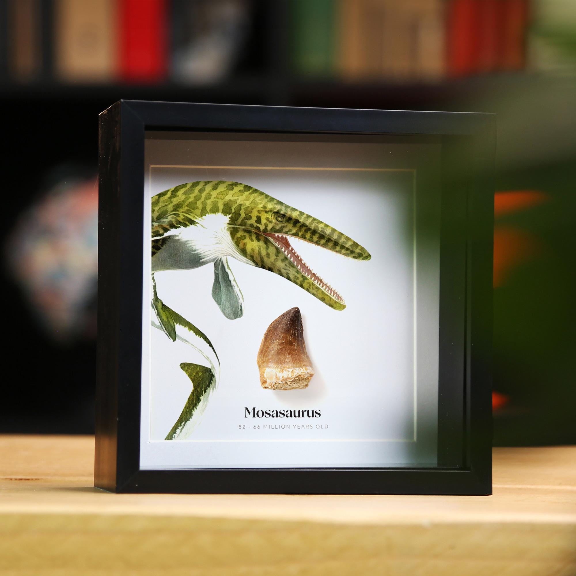 Mosasaurus Dinosaur Tooth & Watercolour Illustration Real Authentic Prehistoric Jurassic Fossil  Birthday Gift Idea