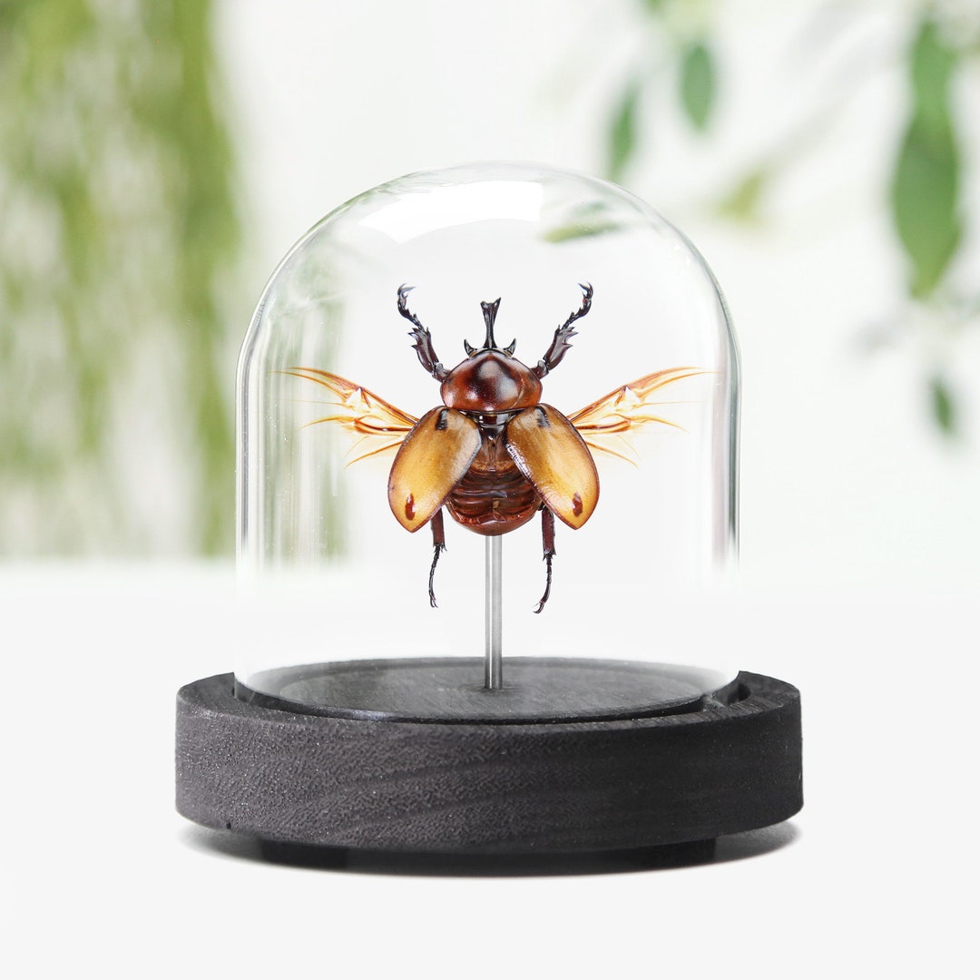 Glossy Horn Beetle Insect Bug Entomology Taxidermy Bell Jar Interior ...