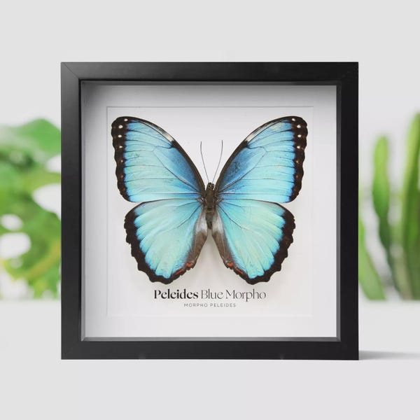 Framed Peleides Blue Morpho Butterfly Entomology Taxidermy IModern Home Decor Wall Hanging Gift