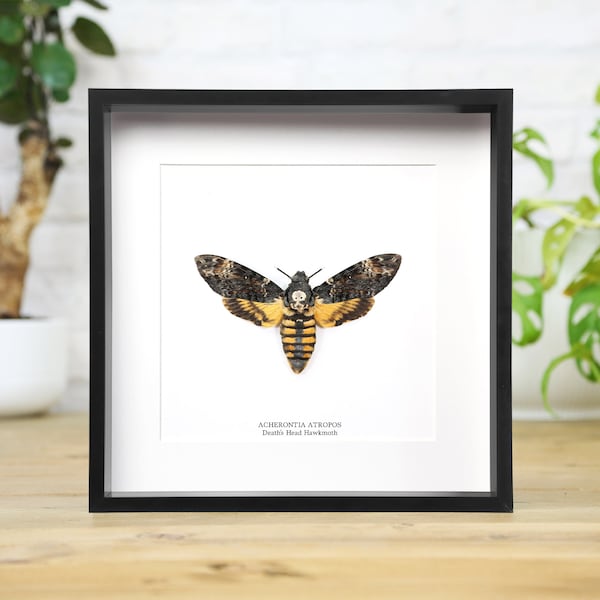 Deaths Head Moth (Acherontia Atropos) Handcrafted Entomology Frame / Taxidermy Moth / Silence of the Lambs / Home Decor Interior Design