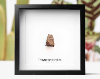トリケラトプスの歯 - 白亜紀 - 6800万年前～6600万年前