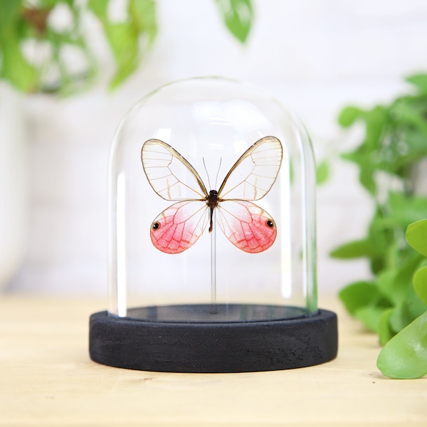 Blushing Phantom (Cithaerias pireta) Glass Bell Jar / Entomology / Taxidermy / Butterfly Frame / Interior Design / Framed butterfly