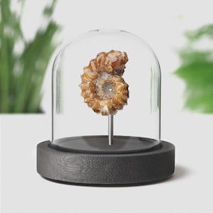 Polished Douvilleceras Authentic Ammonite Fossil Glass Dome Bell Jar Home Decoration
