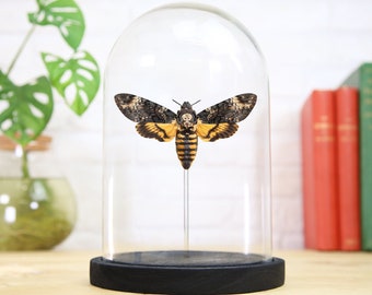 Deaths Head Moth (Acherontia Atropos) Handcrafted Entomology Glass Bell Jar / Taxidermy Moth / Butterfly Frame / Interior Design