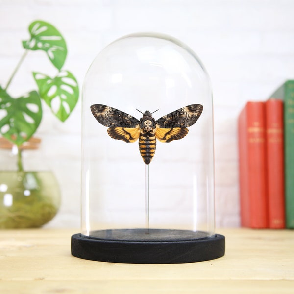 Deaths Head Moth (Acherontia Atropos) Handcrafted Entomology Glass Bell Jar / Taxidermy Moth / Butterfly Frame / Interior Design