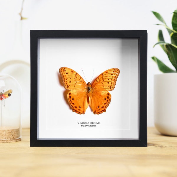 Malay Cruiser (Vindula dejone) Handcrafted Entomology Frame / Taxidermy Butterfly / Butterfly Frame / Interior Design / Home Decor