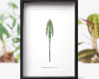 Ingelijst verzamelobject Myceense Griekse pijlpunt: authentiek oud artefact uit de militaire geschiedenis