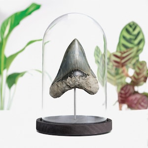 Large Megalodon Shark Tooth Glass Bell Jar, authentic fossil Bespoke, Home Decoration