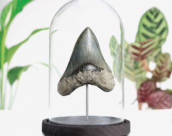 Authentic Large Megalodon Shark Tooth (4-5") in Glass Bell Jar - Fossil Display, Unique Home Décor, Bespoke Collectible