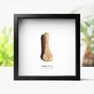 Cave Bear Bone Real Authentic Prehistoric Jurassic Dinosaur Fossil Box Frame Museum Quality Wall Hanging Display Home Decor Interior Design
