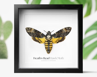 Death's Head Hawk Moth Taxidermy: Framed Insect Shadow Box