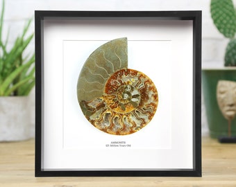 XL Madagascan Ammonite (125 million years old) Museum Quality Frame / Real & Authentic Fossil / Natural History Design / Museum Quality