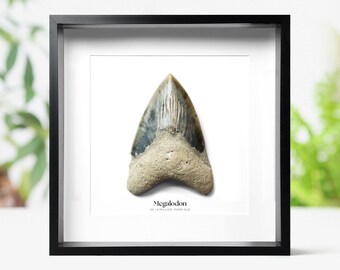 額入り4～5インチメガロドンサメの歯の化石 - 本物のジュラ紀展示自然