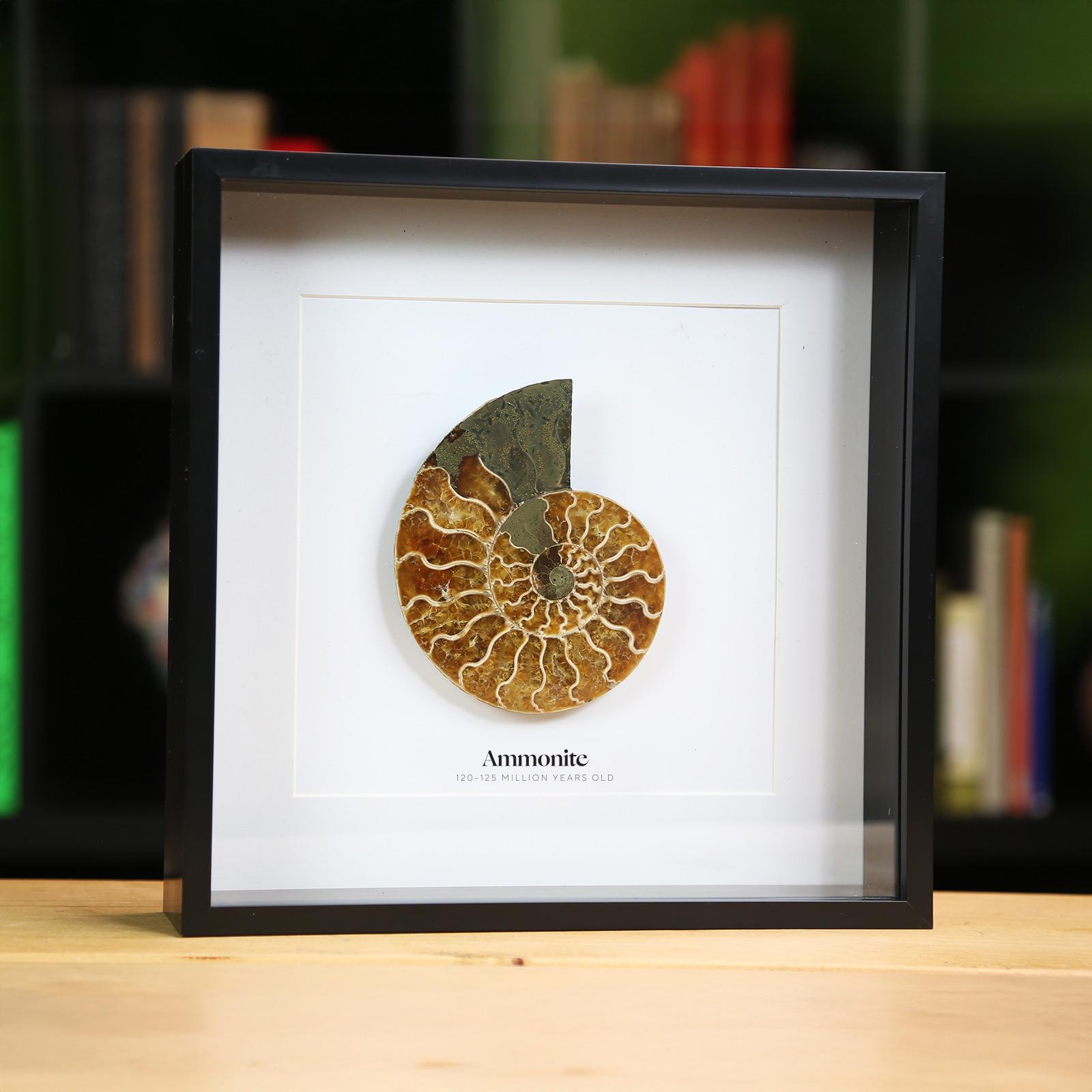 Ammonite frame - Etsy 日本