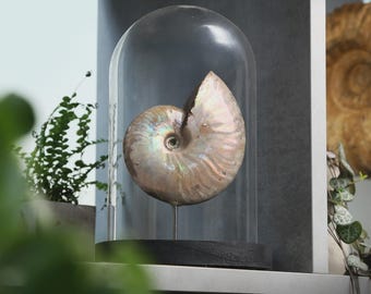 May include: A large, iridescent ammonite fossil displayed under a clear glass cloche. The fossil is a spiral shape with a pearlescent sheen, mounted on a black wooden base. The cloche sits on a shelf with greenery in the background.