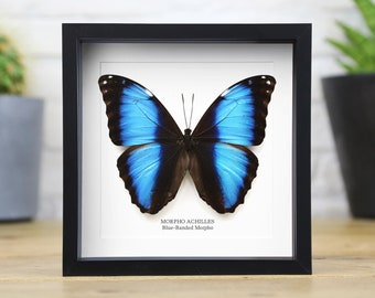 Blue Banded Morpho (Morpho Achilles) Handcrafted Entomology Frame / Taxidermy Moth / Butterfly Frame / Interior Design / Home Decor Display