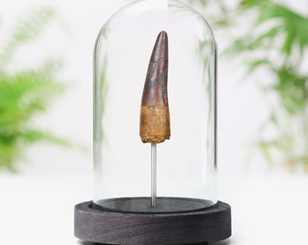 Large Genuine Spinosaurus Tooth Fossil in Glass Bell Jar – Real Dinosaur Specimen Display, Collector Gift