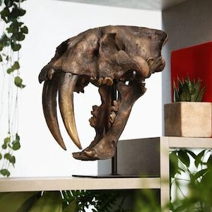May include: A bronze-coloured replica of a sabre-toothed tiger skull. The skull features prominent, curved canine teeth and is mounted on a black metal stand. The sculpture is displayed on a shelf with a neutral background and greenery.