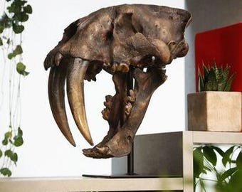 Large Hand-Painted Smilodon Saber-Tooth Cat Skull Dinosaur Sculpture - 3D Resin Fossil Model on Black Metal Stand, Statement Home Decor