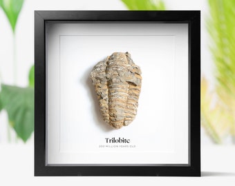 Könnte beinhalten: Ein gerahmtes Trilobiten-Fossil, eine Art ausgestorbener Meeres-Gliederfüßer, in einem schwarzen Rahmen mit einem weißen Passepartout. Das Fossil ist braun und grau und hat eine strukturierte Oberfläche. Der Text "Trilobit 200 Millionen Jahre alt" ist unter dem Fossil gedruckt.