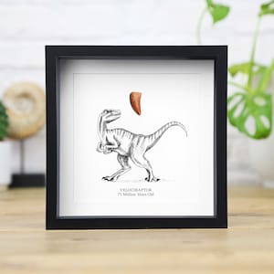Velociraptor Raptor Tooth & Illustration Real Authentic Dinosaur Fossil History Interior Design Home Decor Birthday Gift Idea