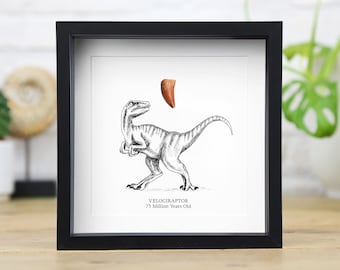 Velociraptor Raptor Tooth & Illustration Real Authentic Dinosaur Fossil History Interior Design Home Decor Birthday Gift Idea