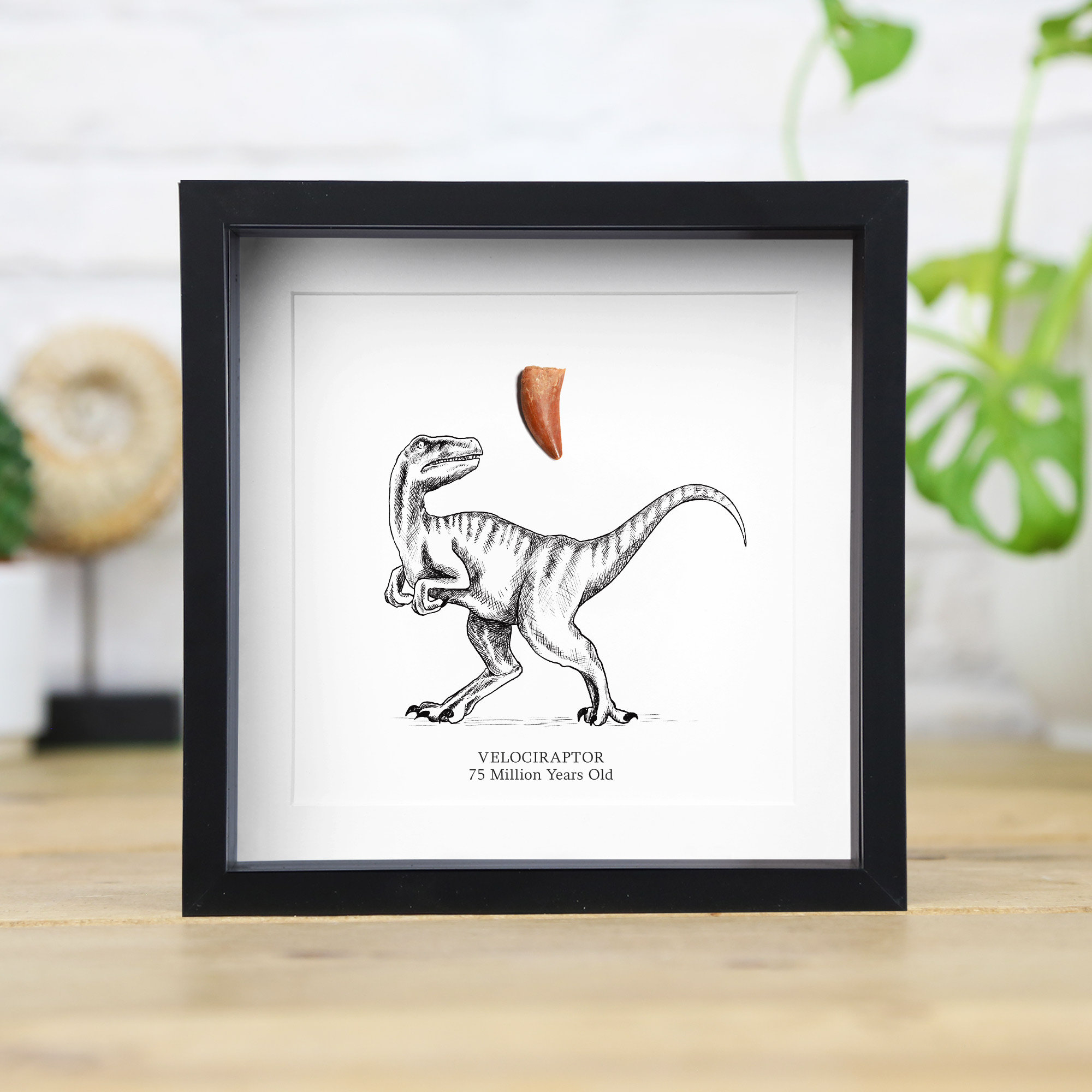 Printed Boxer, AOP Dino Dan Printed Boxer, AOP Dino Dan