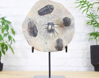 Horned and Reedops Trilobite Collection, Bespoke Handmade Steel Stand / Real & Authentic Fossil / Museum Quality / unique gift