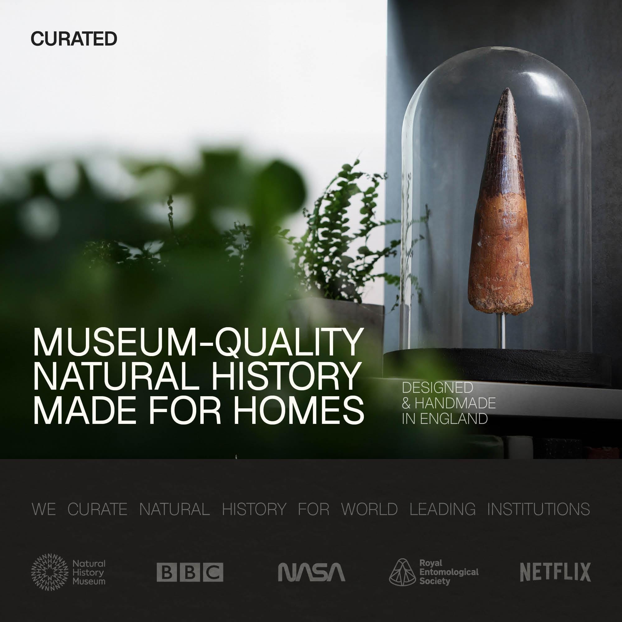 アンモナイトの化石スタンド 特注オークスタンド 本物の恐竜の化石