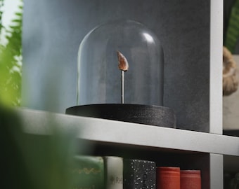 Velociraptor Dinosaur Tooth Authentic Natural History Fossil Glass Dome Bell Jar Home Decoration