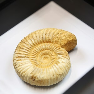 Fossile di ammonite calcarea in cornice acrilica immagine 2