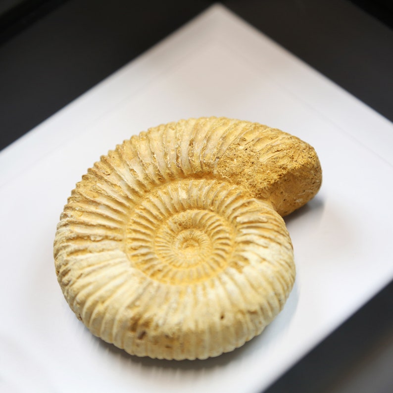 Fossile di ammonite calcarea in cornice acrilica immagine 2